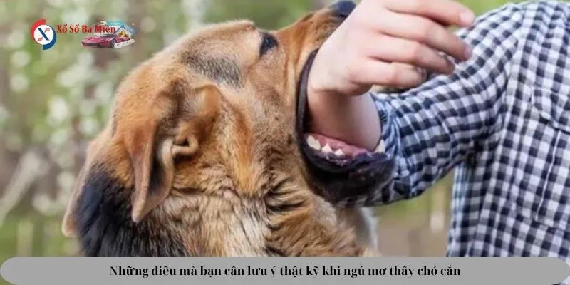 chi tiết nằm mơ thấy chó cắn