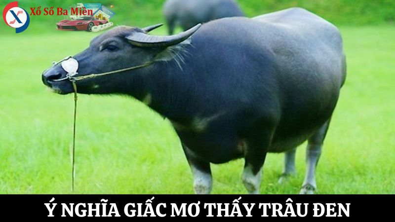 nằm mơ thấy trâu đen đánh số gì