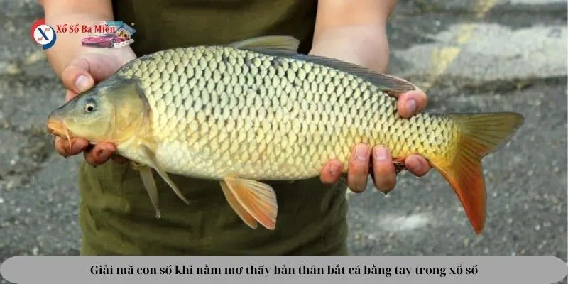 Giải mã mơ bắt cá bằng tay đánh con gì