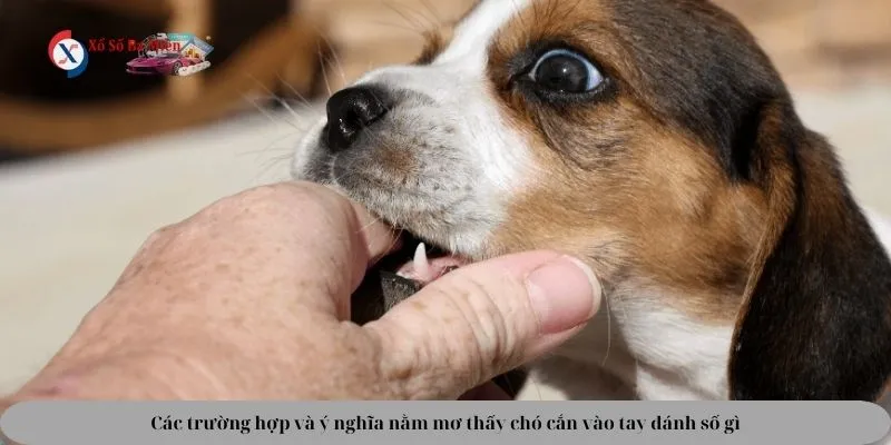 Các trường hợp nằm mơ thấy chó cắn vào tay đánh số gì
