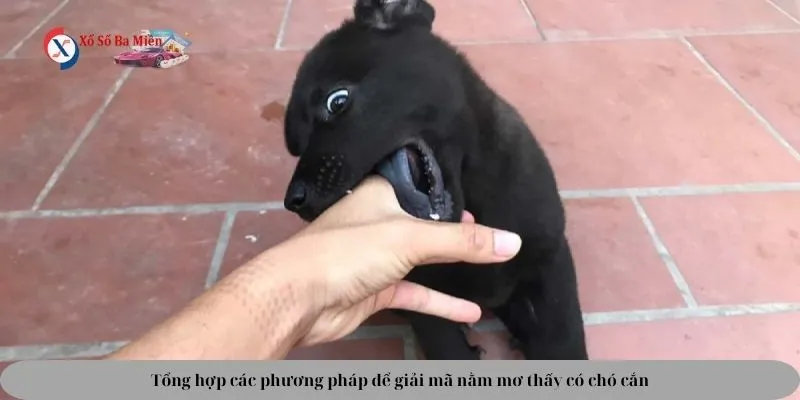 giải mã nằm mơ thấy chó cắn vào tay đánh số gì